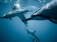 施罗德愿担任湖人首发控卫 詹姆斯转型无球角色？